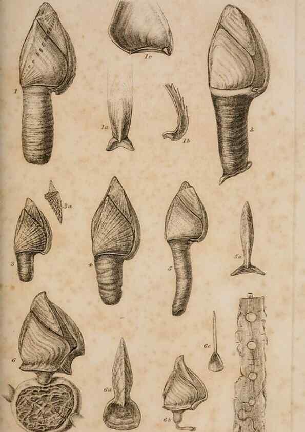 Reproducción/Reproduction 7509042846: A monograph on the sub-class Cirripedia,. London,Ray society,1851-54.
