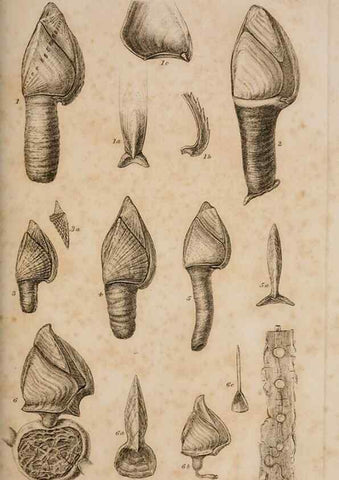 Reproducción/Reproduction 7509042846: A monograph on the sub-class Cirripedia,. London,Ray society,1851-54.