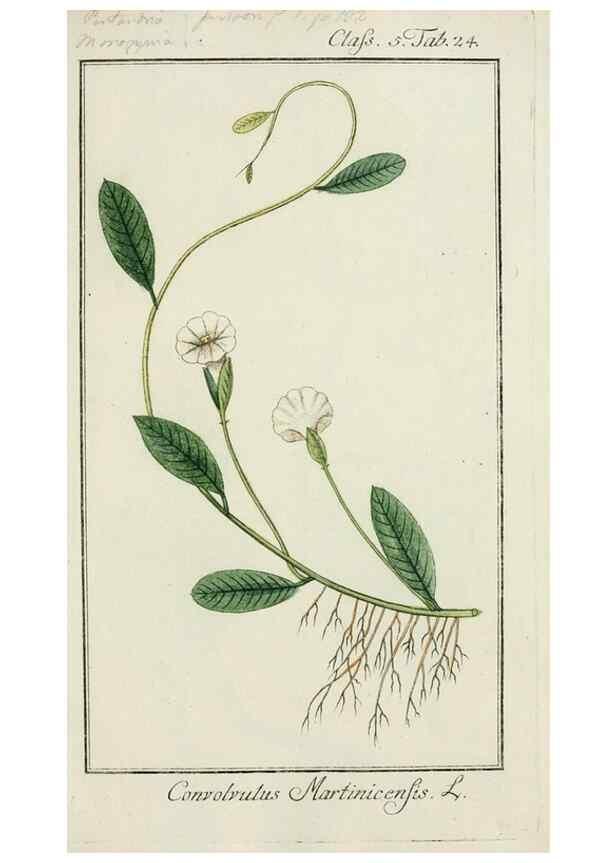 Reproducción/Reproduction 7535035436: Dreyhundert auserlesene amerikanische Gewächse nach linneischer Ordnung.. Nürnberg,Auf Kosten der Raspischen Buchh.,1785-88.