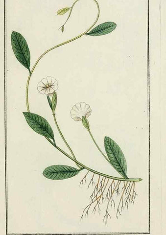 Reproducción/Reproduction 7535035436: Dreyhundert auserlesene amerikanische Gewächse nach linneischer Ordnung.. Nürnberg,Auf Kosten der Raspischen Buchh.,1785-88.