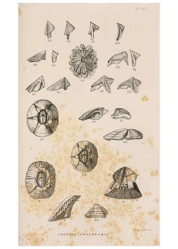 Reproducción/Reproduction 7509370980: A monograph on the sub-class Cirripedia,. London,Ray society,1851-54.