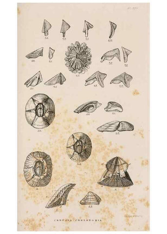 Reproducción/Reproduction 7509370980: A monograph on the sub-class Cirripedia,. London,Ray society,1851-54.