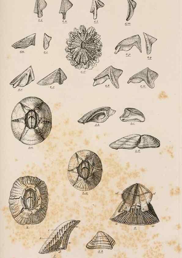 Reproducción/Reproduction 7509370980: A monograph on the sub-class Cirripedia,. London,Ray society,1851-54.
