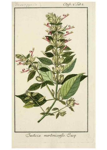 Reproducción/Reproduction 7535014080: Dreyhundert auserlesene amerikanische Gewächse nach linneischer Ordnung.. Nürnberg,Auf Kosten der Raspischen Buchh.,1785-88.