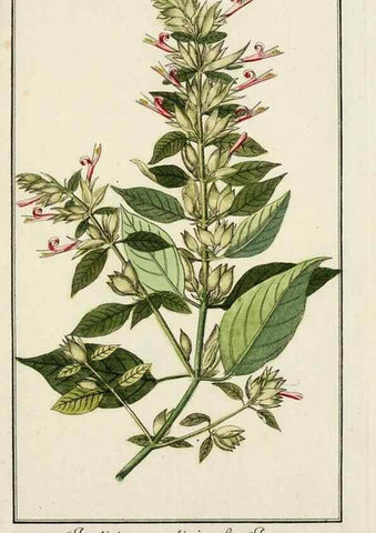 Reproducción/Reproduction 7535014080: Dreyhundert auserlesene amerikanische Gewächse nach linneischer Ordnung.. Nürnberg,Auf Kosten der Raspischen Buchh.,1785-88.