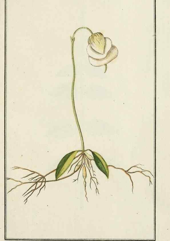 Reproducción/Reproduction 7535015344: Dreyhundert auserlesene amerikanische Gewächse nach linneischer Ordnung.. Nürnberg,Auf Kosten der Raspischen Buchh.,1785-88.