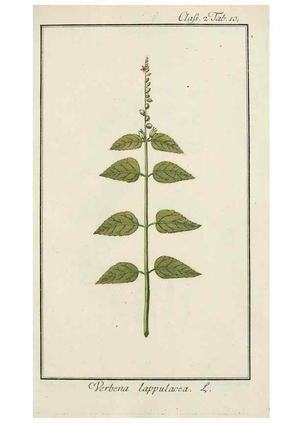 Reproducción/Reproduction 7535016684: Dreyhundert auserlesene amerikanische Gewächse nach linneischer Ordnung.. Nürnberg,Auf Kosten der Raspischen Buchh.,1785-88.