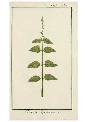 Reproducción/Reproduction 7535016684: Dreyhundert auserlesene amerikanische Gewächse nach linneischer Ordnung.. Nürnberg,Auf Kosten der Raspischen Buchh.,1785-88.