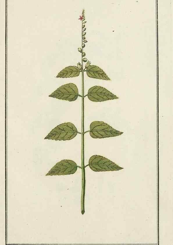 Reproducción/Reproduction 7535016684: Dreyhundert auserlesene amerikanische Gewächse nach linneischer Ordnung.. Nürnberg,Auf Kosten der Raspischen Buchh.,1785-88.