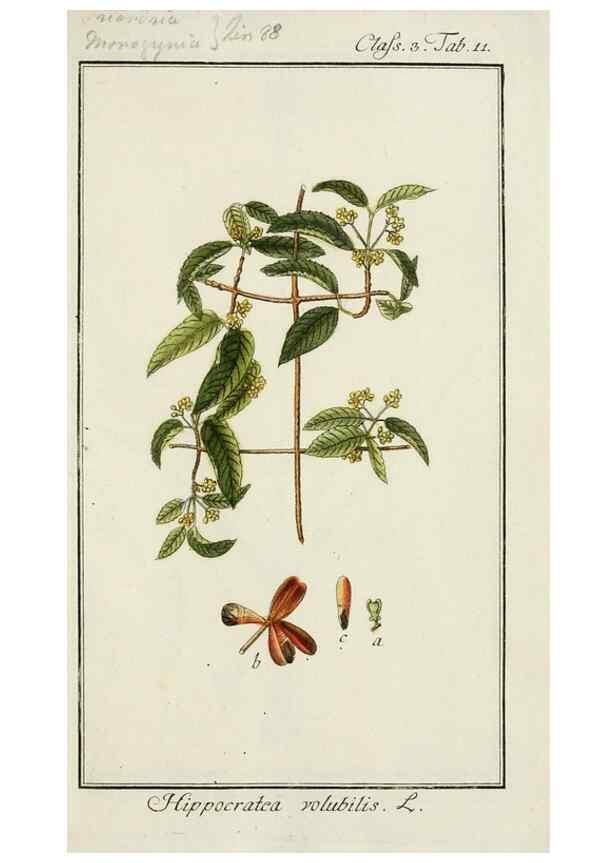 Reproducción/Reproduction 7535018008: Dreyhundert auserlesene amerikanische Gewächse nach linneischer Ordnung.. Nürnberg,Auf Kosten der Raspischen Buchh.,1785-88.