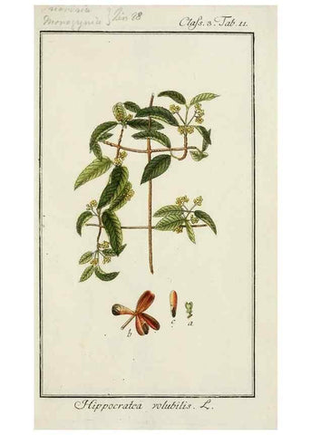 Reproducción/Reproduction 7535018008: Dreyhundert auserlesene amerikanische Gewächse nach linneischer Ordnung.. Nürnberg,Auf Kosten der Raspischen Buchh.,1785-88.
