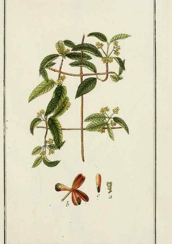 Reproducción/Reproduction 7535018008: Dreyhundert auserlesene amerikanische Gewächse nach linneischer Ordnung.. Nürnberg,Auf Kosten der Raspischen Buchh.,1785-88.