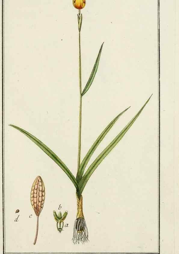 Reproducción/Reproduction 7535019312: Dreyhundert auserlesene amerikanische Gewächse nach linneischer Ordnung.. Nürnberg,Auf Kosten der Raspischen Buchh.,1785-88.