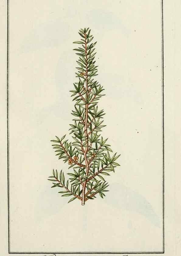Reproducción/Reproduction 7535021370: Dreyhundert auserlesene amerikanische Gewächse nach linneischer Ordnung.. Nürnberg,Auf Kosten der Raspischen Buchh.,1785-88.