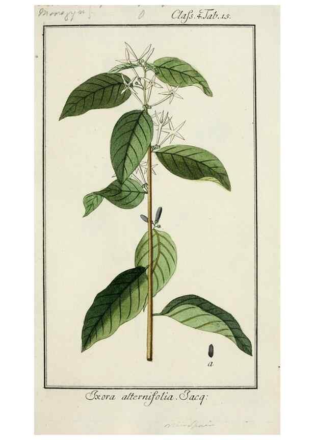 Reproducción/Reproduction 7535022408: Dreyhundert auserlesene amerikanische Gewächse nach linneischer Ordnung.. Nürnberg,Auf Kosten der Raspischen Buchh.,1785-88.