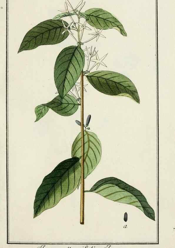 Reproducción/Reproduction 7535022408: Dreyhundert auserlesene amerikanische Gewächse nach linneischer Ordnung.. Nürnberg,Auf Kosten der Raspischen Buchh.,1785-88.