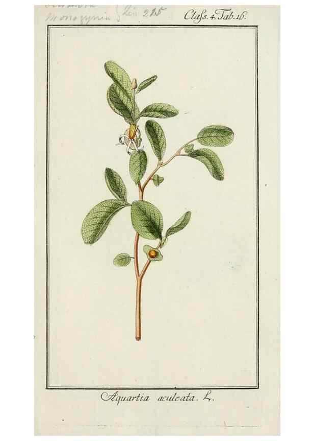 Reproducción/Reproduction 7535023870: Dreyhundert auserlesene amerikanische Gewächse nach linneischer Ordnung.. Nürnberg,Auf Kosten der Raspischen Buchh.,1785-88.