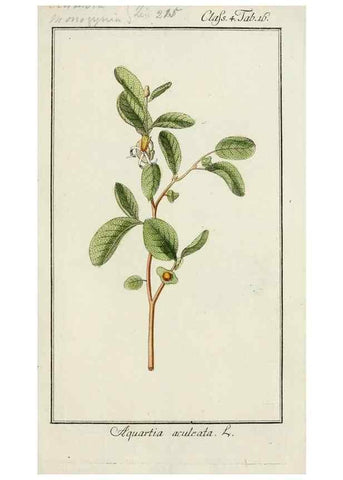 Reproducción/Reproduction 7535023870: Dreyhundert auserlesene amerikanische Gewächse nach linneischer Ordnung.. Nürnberg,Auf Kosten der Raspischen Buchh.,1785-88.