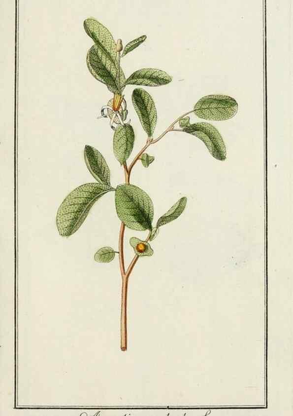 Reproducción/Reproduction 7535023870: Dreyhundert auserlesene amerikanische Gewächse nach linneischer Ordnung.. Nürnberg,Auf Kosten der Raspischen Buchh.,1785-88.