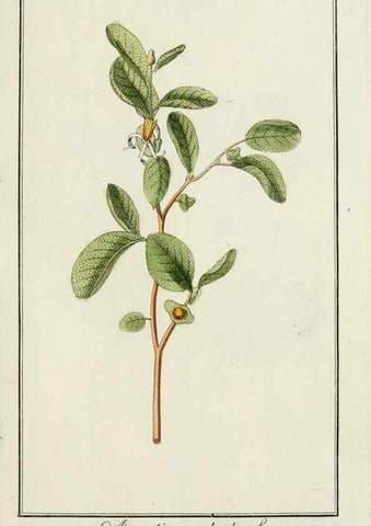 Reproducción/Reproduction 7535023870: Dreyhundert auserlesene amerikanische Gewächse nach linneischer Ordnung.. Nürnberg,Auf Kosten der Raspischen Buchh.,1785-88.
