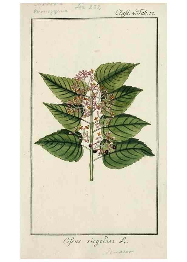 Reproducción/Reproduction 7535025278: Dreyhundert auserlesene amerikanische Gewächse nach linneischer Ordnung.. Nürnberg,Auf Kosten der Raspischen Buchh.,1785-88.