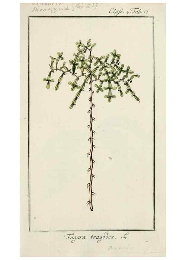 Reproducción/Reproduction 7535026694: Dreyhundert auserlesene amerikanische Gewächse nach linneischer Ordnung.. Nürnberg,Auf Kosten der Raspischen Buchh.,1785-88.