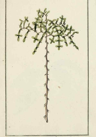 Reproducción/Reproduction 7535026694: Dreyhundert auserlesene amerikanische Gewächse nach linneischer Ordnung.. Nürnberg,Auf Kosten der Raspischen Buchh.,1785-88.