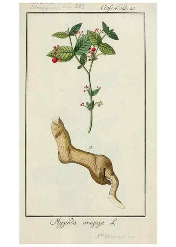 Reproducción/Reproduction 7535028704: Dreyhundert auserlesene amerikanische Gewächse nach linneischer Ordnung.. Nürnberg,Auf Kosten der Raspischen Buchh.,1785-88.