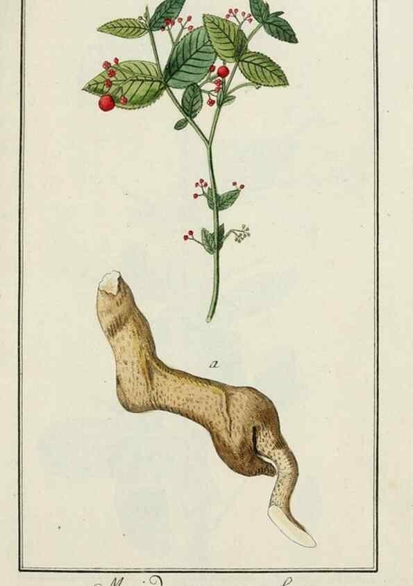 Reproducción/Reproduction 7535028704: Dreyhundert auserlesene amerikanische Gewächse nach linneischer Ordnung.. Nürnberg,Auf Kosten der Raspischen Buchh.,1785-88.