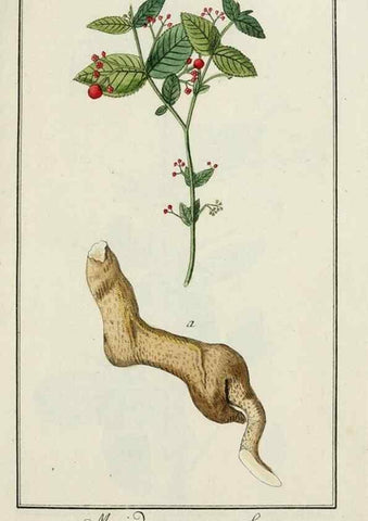 Reproducción/Reproduction 7535028704: Dreyhundert auserlesene amerikanische Gewächse nach linneischer Ordnung.. Nürnberg,Auf Kosten der Raspischen Buchh.,1785-88.