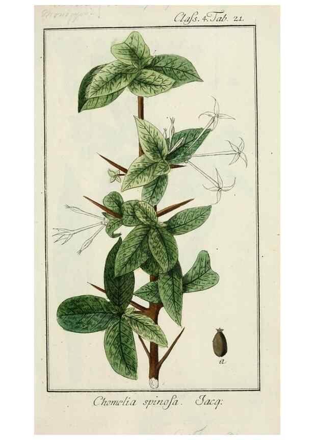 Reproducción/Reproduction 7535030786: Dreyhundert auserlesene amerikanische Gewächse nach linneischer Ordnung.. Nürnberg,Auf Kosten der Raspischen Buchh.,1785-88.