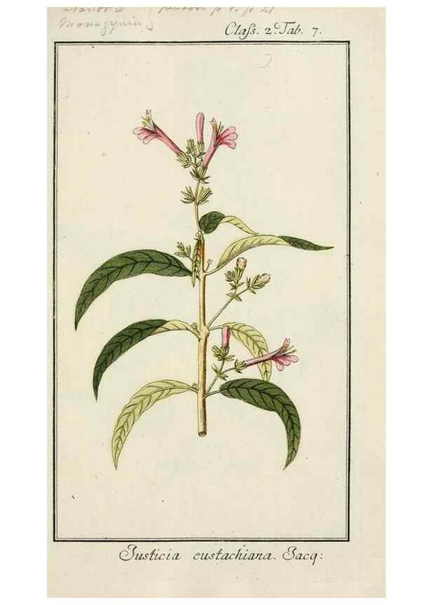 Reproducción/Reproduction 7535013112: Dreyhundert auserlesene amerikanische Gewächse nach linneischer Ordnung.. Nürnberg,Auf Kosten der Raspischen Buchh.,1785-88.