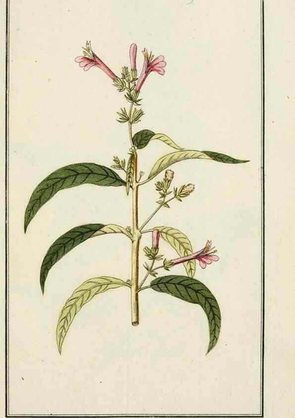 Reproducción/Reproduction 7535013112: Dreyhundert auserlesene amerikanische Gewächse nach linneischer Ordnung.. Nürnberg,Auf Kosten der Raspischen Buchh.,1785-88.