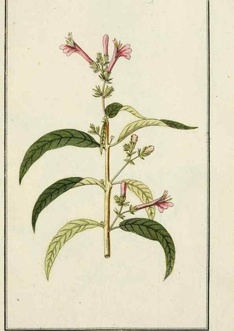 Reproducción/Reproduction 7535013112: Dreyhundert auserlesene amerikanische Gewächse nach linneischer Ordnung.. Nürnberg,Auf Kosten der Raspischen Buchh.,1785-88.