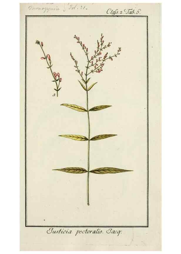 Reproducción/Reproduction 7535011208: Dreyhundert auserlesene amerikanische Gewächse nach linneischer Ordnung.. Nürnberg,Auf Kosten der Raspischen Buchh.,1785-88.