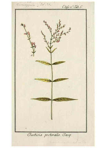 Reproducción/Reproduction 7535011208: Dreyhundert auserlesene amerikanische Gewächse nach linneischer Ordnung.. Nürnberg,Auf Kosten der Raspischen Buchh.,1785-88.
