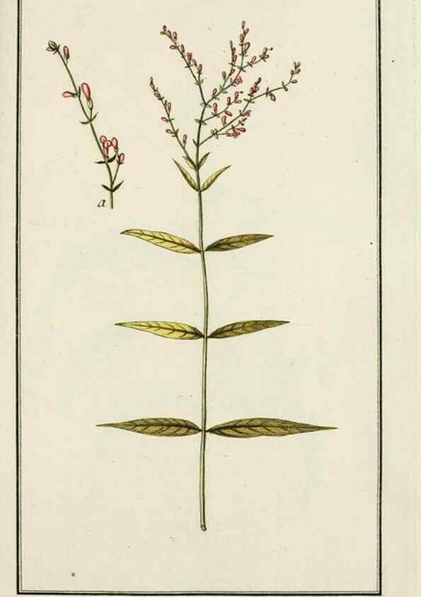 Reproducción/Reproduction 7535011208: Dreyhundert auserlesene amerikanische Gewächse nach linneischer Ordnung.. Nürnberg,Auf Kosten der Raspischen Buchh.,1785-88.