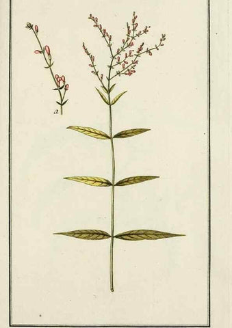 Reproducción/Reproduction 7535011208: Dreyhundert auserlesene amerikanische Gewächse nach linneischer Ordnung.. Nürnberg,Auf Kosten der Raspischen Buchh.,1785-88.