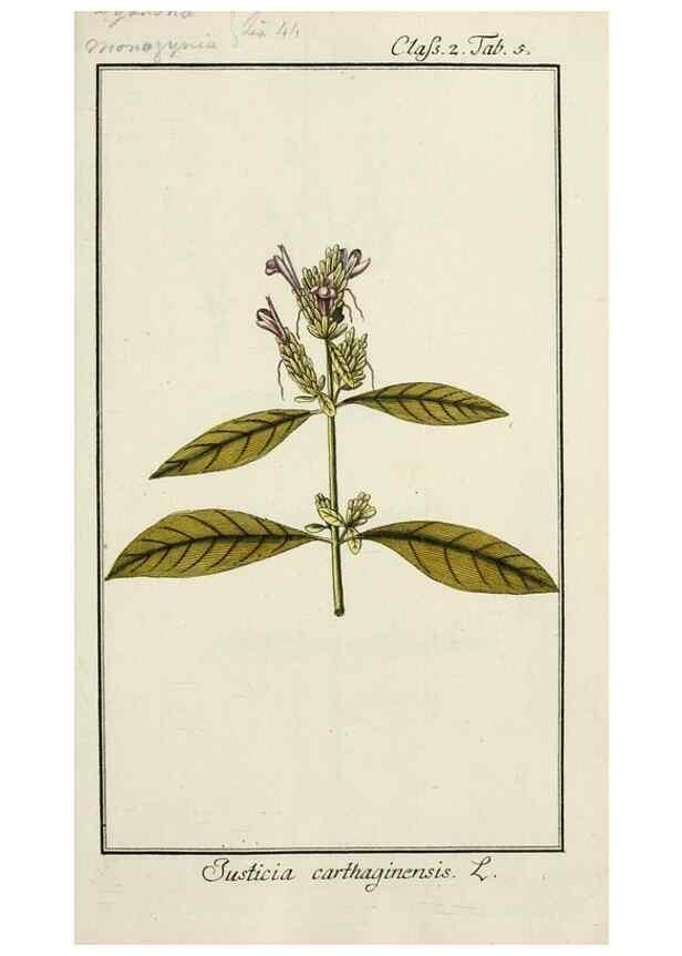 Reproducción/Reproduction 7535009956: Dreyhundert auserlesene amerikanische Gewächse nach linneischer Ordnung.. Nürnberg,Auf Kosten der Raspischen Buchh.,1785-88.