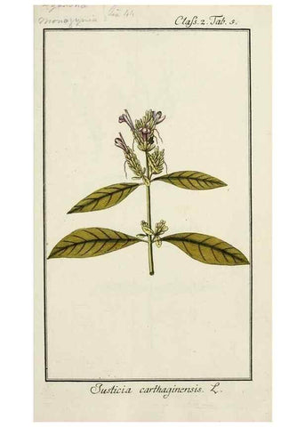Reproducción/Reproduction 7535009956: Dreyhundert auserlesene amerikanische Gewächse nach linneischer Ordnung.. Nürnberg,Auf Kosten der Raspischen Buchh.,1785-88.
