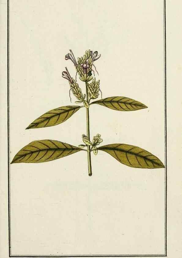 Reproducción/Reproduction 7535009956: Dreyhundert auserlesene amerikanische Gewächse nach linneischer Ordnung.. Nürnberg,Auf Kosten der Raspischen Buchh.,1785-88.