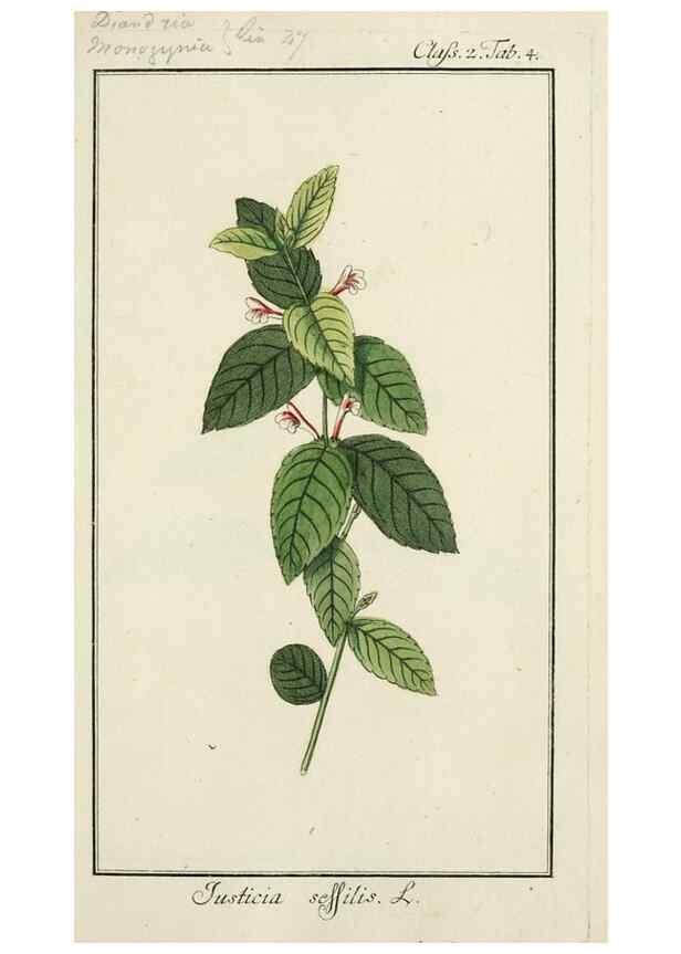 Reproducción/Reproduction 7535008944: Dreyhundert auserlesene amerikanische Gewächse nach linneischer Ordnung.. Nürnberg,Auf Kosten der Raspischen Buchh.,1785-88.