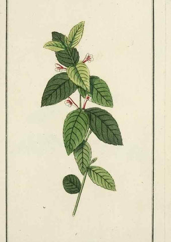 Reproducción/Reproduction 7535008944: Dreyhundert auserlesene amerikanische Gewächse nach linneischer Ordnung.. Nürnberg,Auf Kosten der Raspischen Buchh.,1785-88.