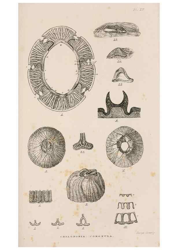 Reproducción/Reproduction 7509373608: A monograph on the sub-class Cirripedia,. London,Ray society,1851-54.