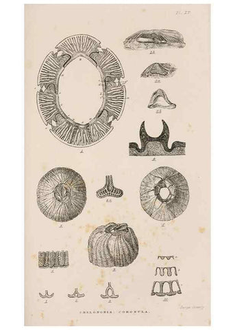 Reproducción/Reproduction 7509373608: A monograph on the sub-class Cirripedia,. London,Ray society,1851-54.