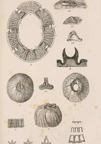 Reproducción/Reproduction 7509373608: A monograph on the sub-class Cirripedia,. London,Ray society,1851-54.