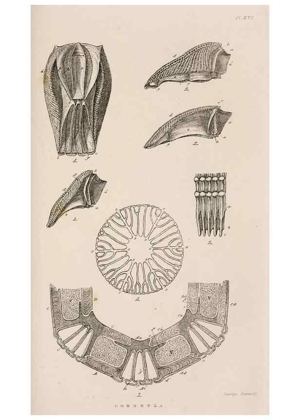 Reproducción/Reproduction 7509376004: A monograph on the sub-class Cirripedia,. London,Ray society,1851-54.