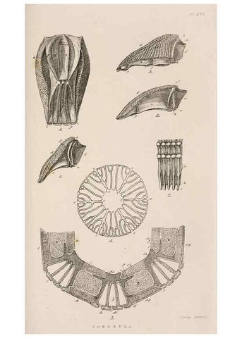 Reproducción/Reproduction 7509376004: A monograph on the sub-class Cirripedia,. London,Ray society,1851-54.