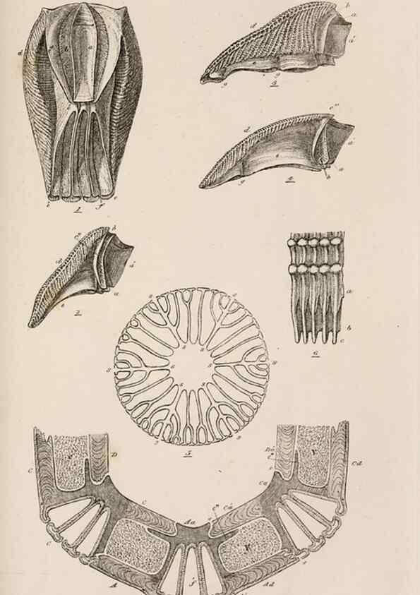 Reproducción/Reproduction 7509376004: A monograph on the sub-class Cirripedia,. London,Ray society,1851-54.