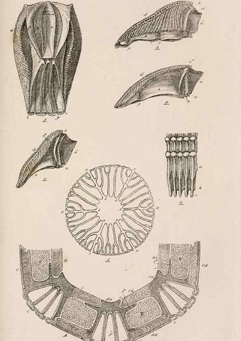 Reproducción/Reproduction 7509376004: A monograph on the sub-class Cirripedia,. London,Ray society,1851-54.
